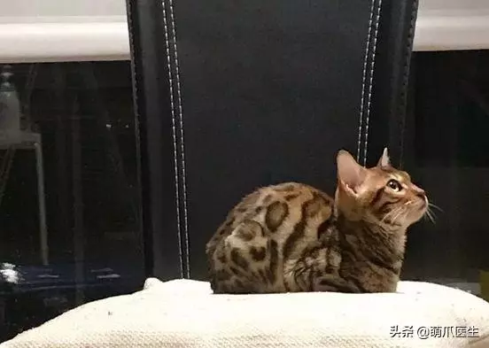 虐貓留學生,國人的臉都被你丟盡了!
