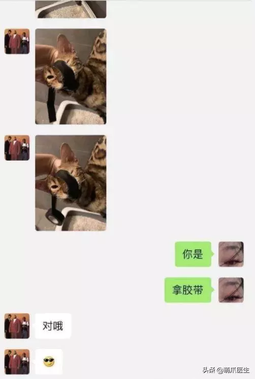 虐貓留學生,國人的臉都被你丟盡了!