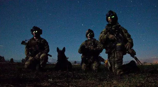 軍犬有哪些品種?10大軍犬帥爆戰場,比德牧還酷的軍犬竟不止一種