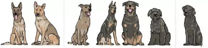 軍犬有哪些品種?10大軍犬帥爆戰場,比德牧還酷的軍犬竟不止一種