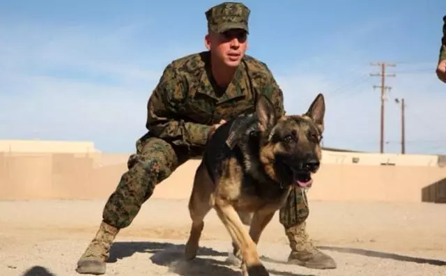 軍犬有哪些品種?10大軍犬帥爆戰場,比德牧還酷的軍犬竟不止一種