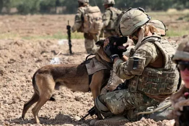 軍犬有哪些品種?10大軍犬帥爆戰場,比德牧還酷的軍犬竟不止一種