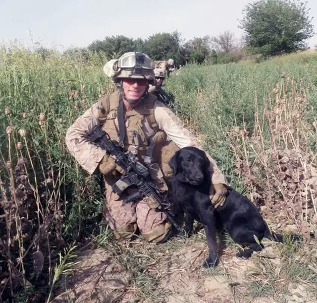 軍犬有哪些品種?10大軍犬帥爆戰場,比德牧還酷的軍犬竟不止一種