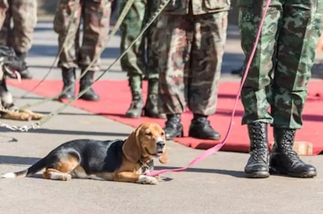 軍犬有哪些品種?10大軍犬帥爆戰場,比德牧還酷的軍犬竟不止一種