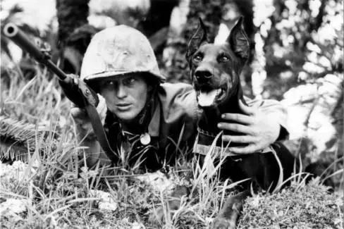 軍犬有哪些品種?10大軍犬帥爆戰場,比德牧還酷的軍犬竟不止一種