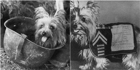 軍犬有哪些品種?10大軍犬帥爆戰場,比德牧還酷的軍犬竟不止一種