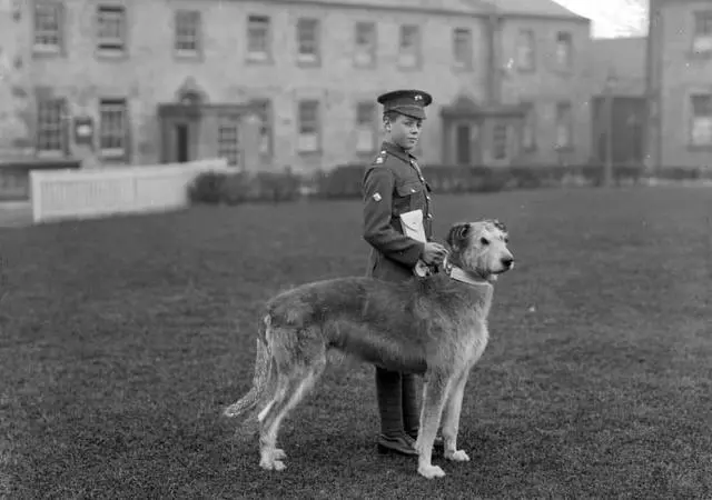軍犬有哪些品種?10大軍犬帥爆戰場,比德牧還酷的軍犬竟不止一種