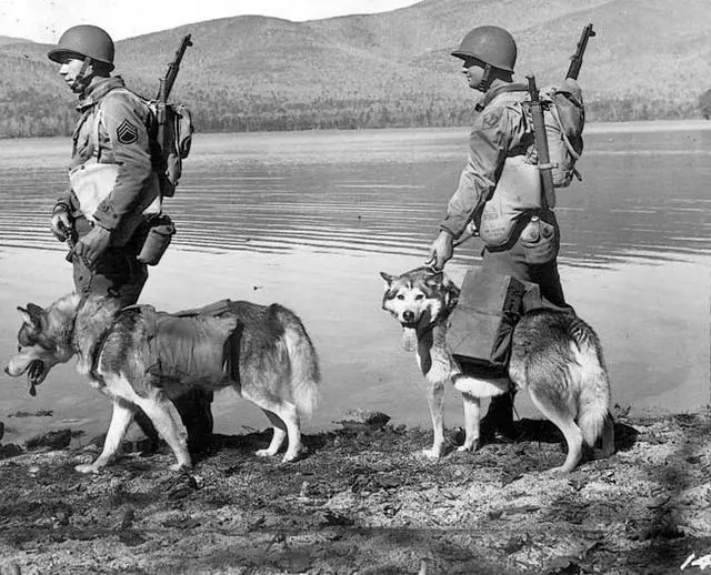 軍犬有哪些品種?10大軍犬帥爆戰場,比德牧還酷的軍犬竟不止一種
