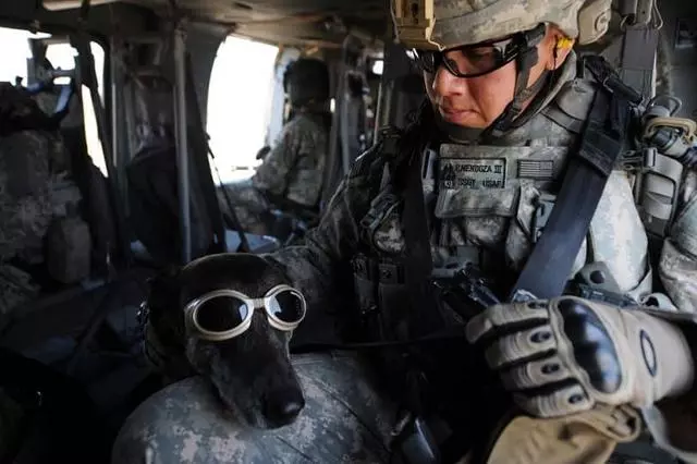 軍犬有哪些品種?10大軍犬帥爆戰場,比德牧還酷的軍犬竟不止一種