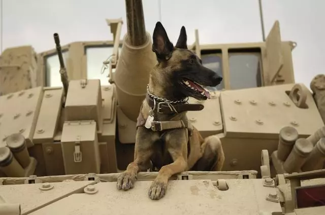 軍犬有哪些品種?10大軍犬帥爆戰場,比德牧還酷的軍犬竟不止一種