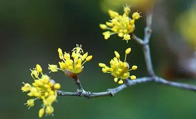 3月12號起財星庇佑,多財多福走大運,橫財如雨的5大生肖!