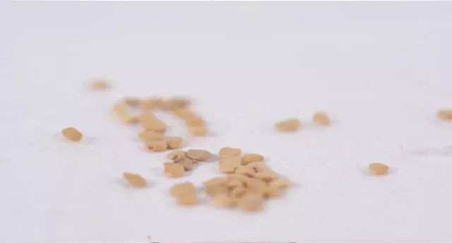 茄子百般好,在家種一盆,3個月成熟結滿枝,家裡小孩很愛吃!