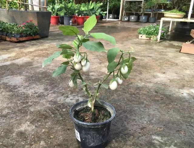 茄子百般好,在家種一盆,3個月成熟結滿枝,家裡小孩很愛吃!