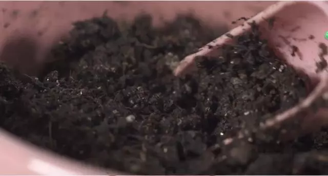 茄子百般好,在家種一盆,3個月成熟結滿枝,家裡小孩很愛吃!