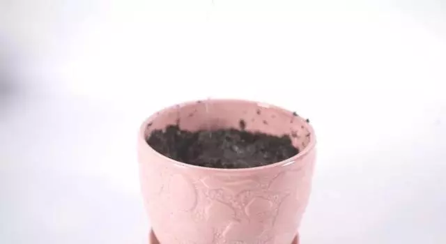茄子百般好,在家種一盆,3個月成熟結滿枝,家裡小孩很愛吃!