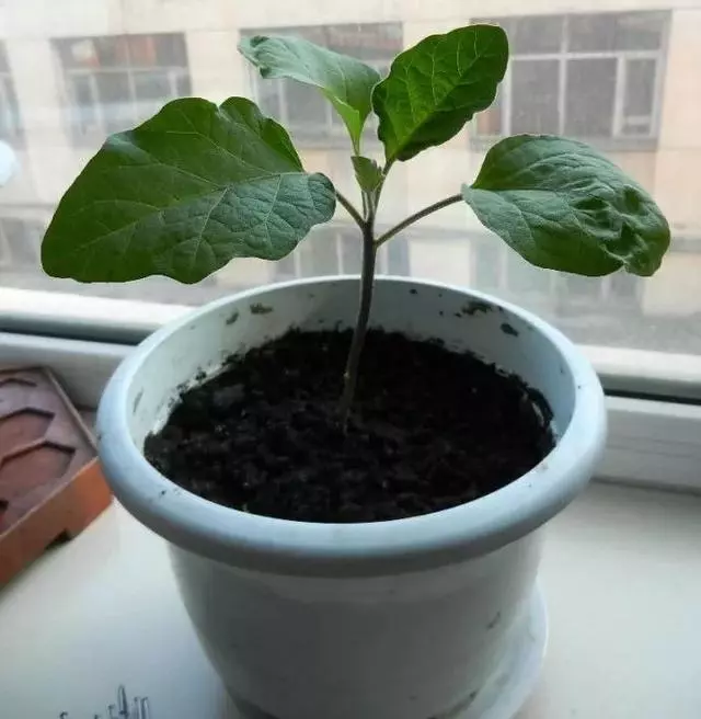 茄子百般好,在家種一盆,3個月成熟結滿枝,家裡小孩很愛吃!