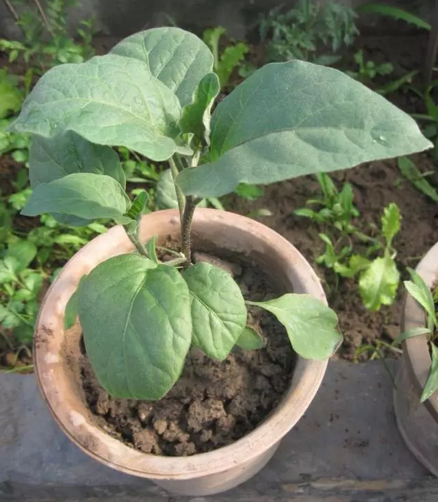 茄子百般好,在家種一盆,3個月成熟結滿枝,家裡小孩很愛吃!