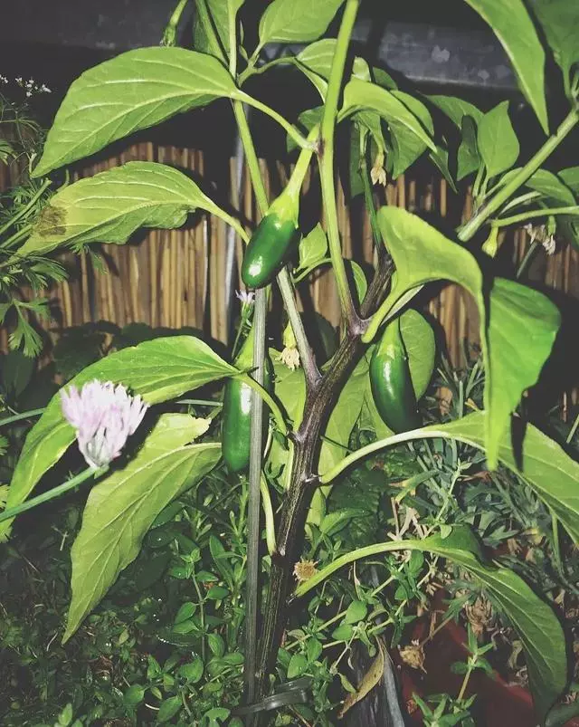 茄子百般好,在家種一盆,3個月成熟結滿枝,家裡小孩很愛吃!