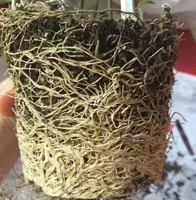 春季換盆正當時!想要植物開花爆盆,那就從換盆開始!