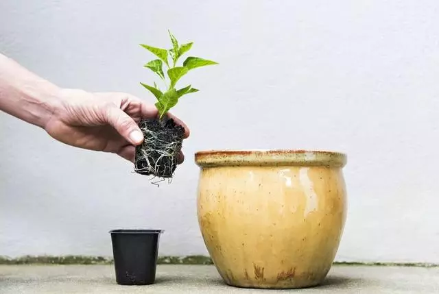 春季換盆正當時!想要植物開花爆盆,那就從換盆開始!