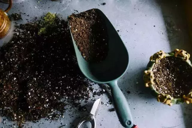 春季換盆正當時!想要植物開花爆盆,那就從換盆開始!