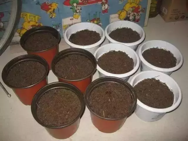 春季換盆正當時!想要植物開花爆盆,那就從換盆開始!