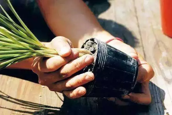 春季換盆正當時!想要植物開花爆盆,那就從換盆開始!