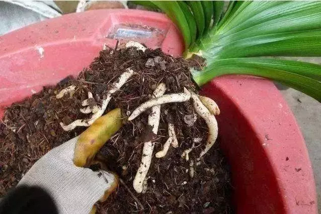 春季換盆正當時!想要植物開花爆盆,那就從換盆開始!