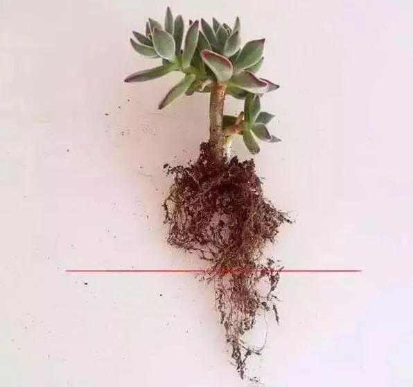 春季換盆正當時!想要植物開花爆盆,那就從換盆開始!
