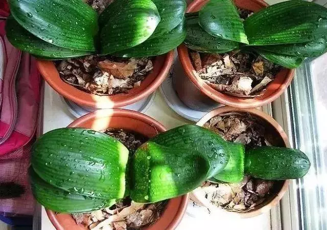 春季換盆正當時!想要植物開花爆盆,那就從換盆開始!