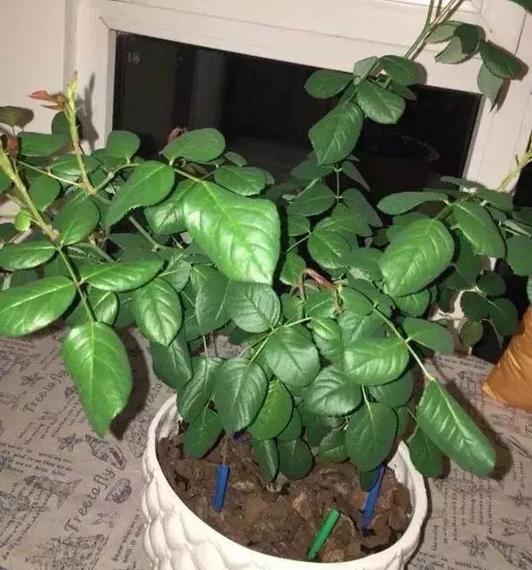 春季換盆正當時!想要植物開花爆盆,那就從換盆開始!