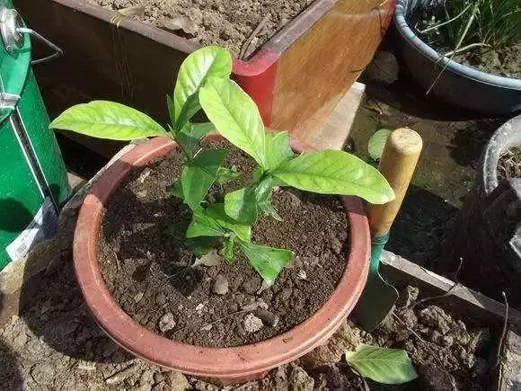 春季換盆正當時!想要植物開花爆盆,那就從換盆開始!