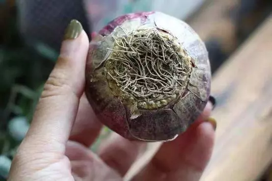 從種球到花朵，你想要的球根花卉栽培教程都在這！