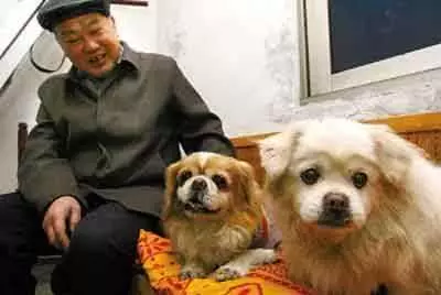 研究表明,要想老人活得久,最好養條狗狗!老人養狗的4大好處