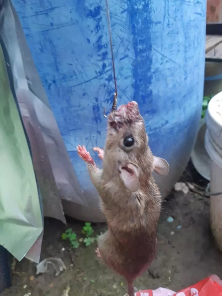 昨晚釣回來忘了拔,早上牠就上鉤了!南極蝦可以說是獨一無二的飼料嗎?