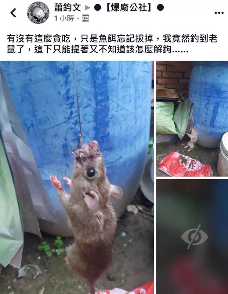 昨晚釣回來忘了拔,早上牠就上鉤了!南極蝦可以說是獨一無二的飼料嗎?