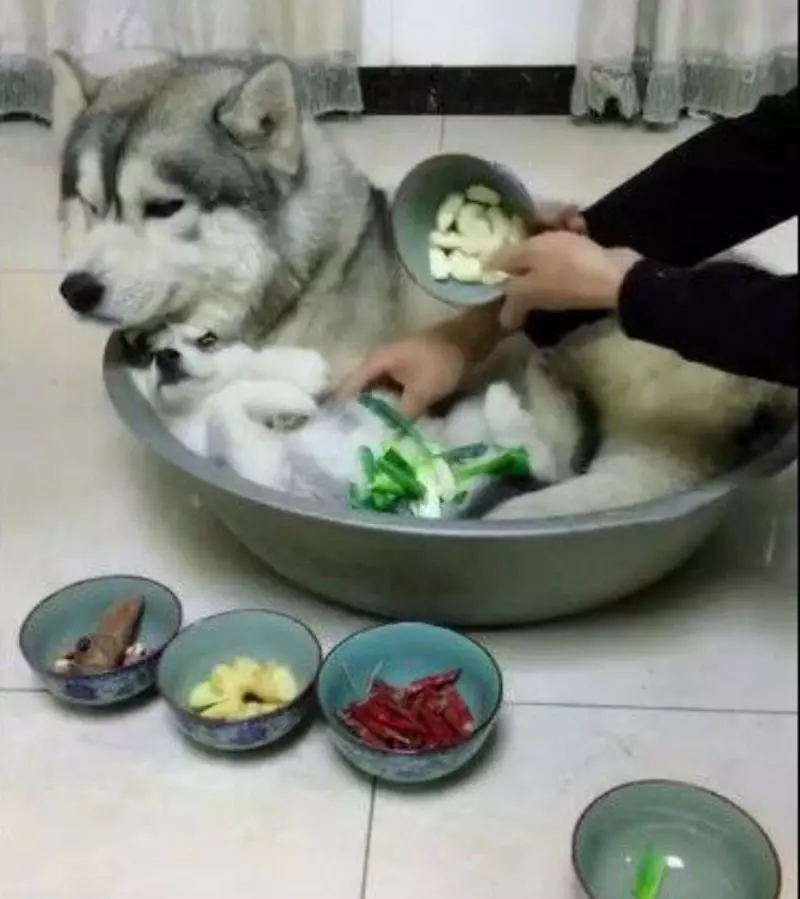哈士奇父子作妖主人作勢要殺狗,小哈掙扎,大哈的表情亮了