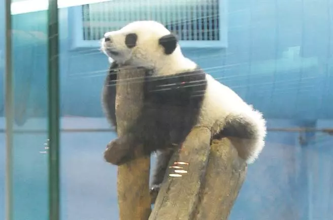 為啥綠營對貓熊來高雄這麼敏感?李正皓神解析!