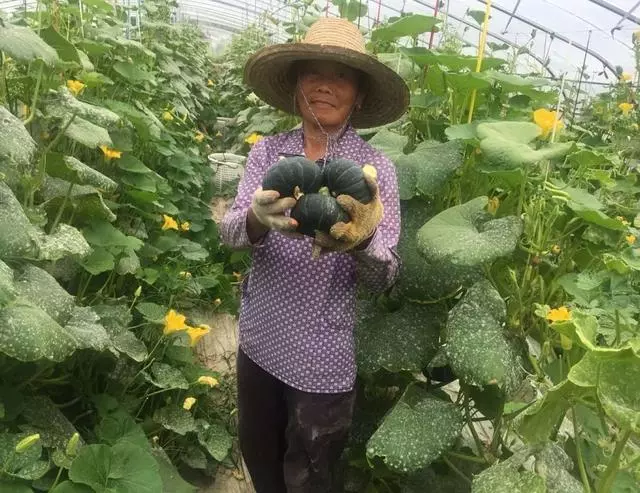 2019日本超火的減肥餐,熱量低,口感香甜,劉雯都偷偷做代餐!