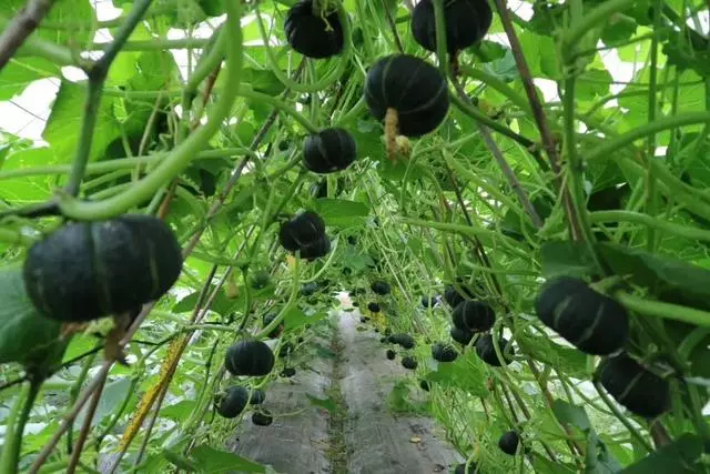 2019日本超火的減肥餐,熱量低,口感香甜,劉雯都偷偷做代餐!