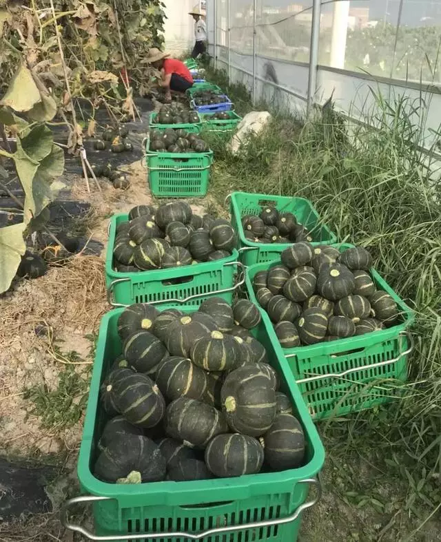 2019日本超火的減肥餐,熱量低,口感香甜,劉雯都偷偷做代餐!