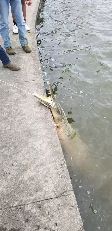 公園湖裡發出惡臭竟撈出史前「鱷魚頭魚尾怪」 超驚悚外型在地球已存在1億年!