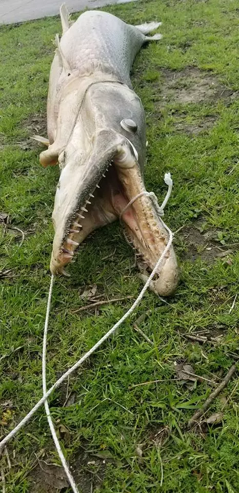 公園湖裡發出惡臭竟撈出史前「鱷魚頭魚尾怪」 超驚悚外型在地球已存在1億年!