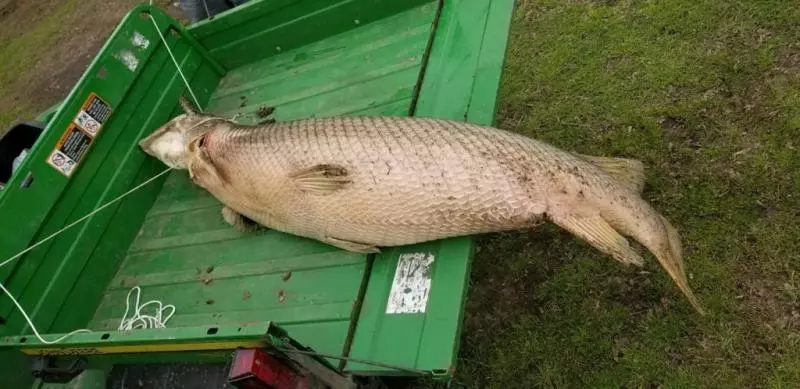 公園湖裡發出惡臭竟撈出史前「鱷魚頭魚尾怪」 超驚悚外型在地球已存在1億年!