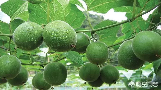 防治糖尿病;防止白內障,防止心腦血管疾病