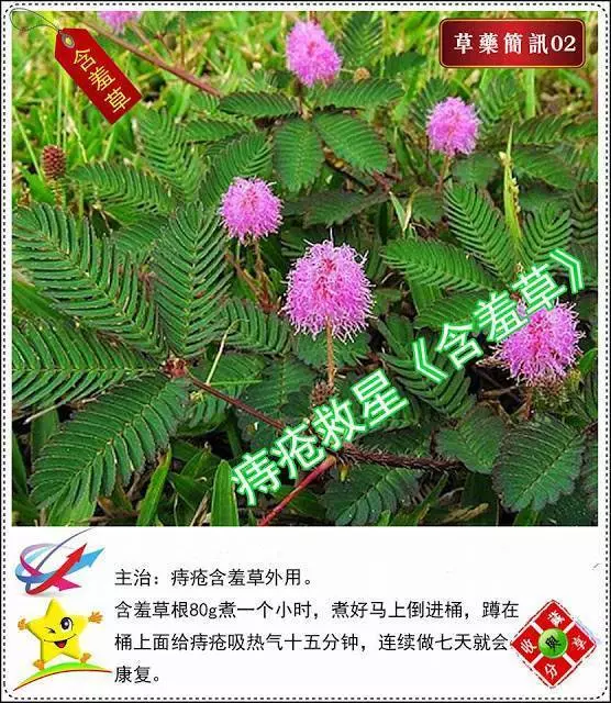30種草藥簡訊 很全面 收藏就是賺到了