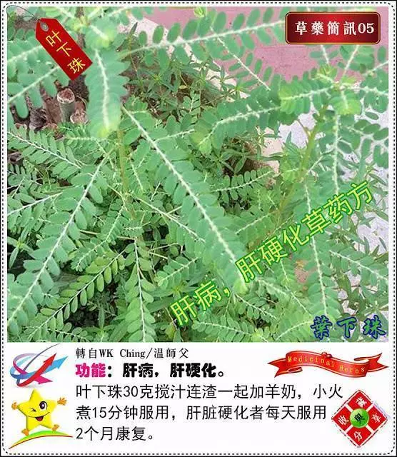 30種草藥簡訊 很全面 收藏就是賺到了