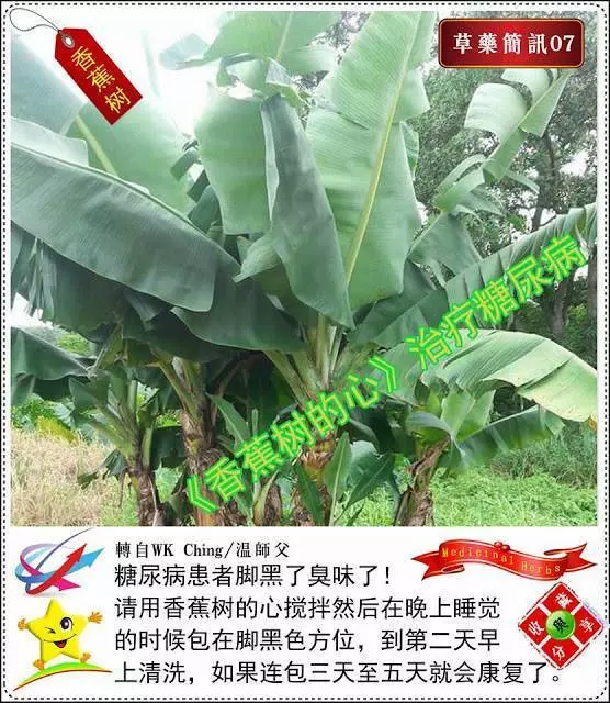 30種草藥簡訊 很全面 收藏就是賺到了