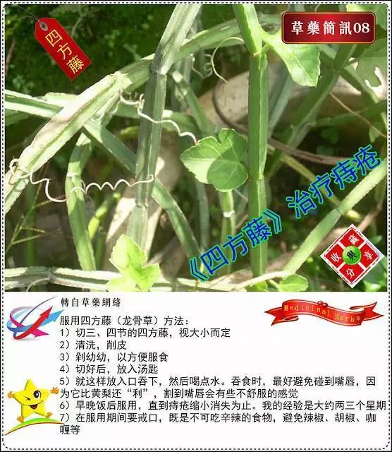 30種草藥簡訊 很全面 收藏就是賺到了