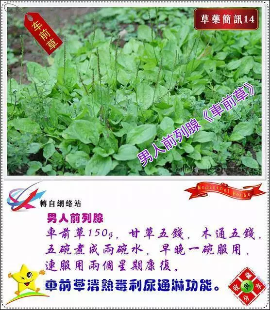 30種草藥簡訊 很全面 收藏就是賺到了